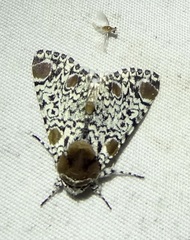 Harrisimemna trisignata