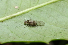 Teliapsocus conterminus