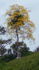 Handroanthus guayacan