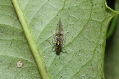 Teliapsocus conterminus