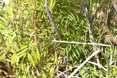 Tecoma stans angustata