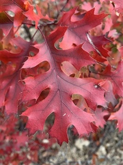 Quercus buckleyi