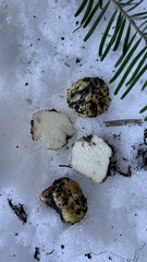 Leucogaster citrinus