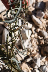 Passiflora tenuiloba