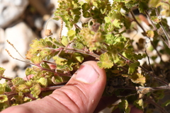 Acalypha monostachya