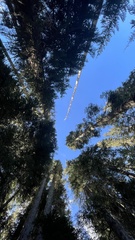 Leucogaster citrinus