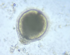 Fissurina