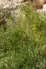 Tecoma stans angustata