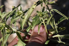 Ditaxis serrata