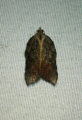 Acleris effractana