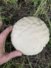 Calvatia craniiformis