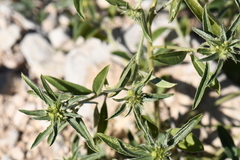 Ditaxis serrata