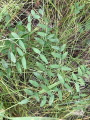 Lathyrus nevadensis