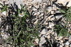 Melampodium cinereum
