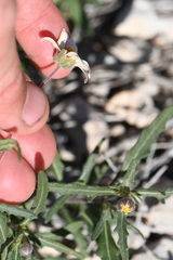 Melampodium cinereum