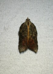 Acleris effractana