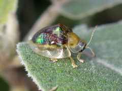 Coptocycla texana