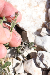 Rhinotropis lindheimeri