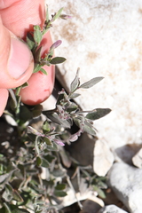 Rhinotropis lindheimeri