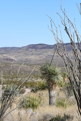 Yucca rostrata