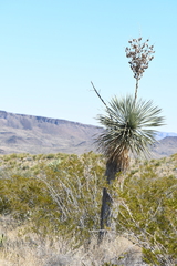 Yucca rostrata