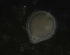 Fissurina