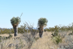 Yucca rostrata