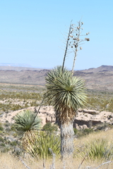 Yucca rostrata