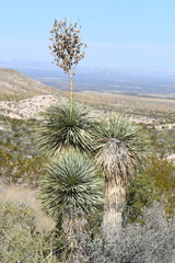 Yucca rostrata