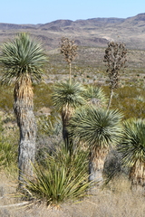 Yucca rostrata