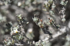 Euploca confertifolia