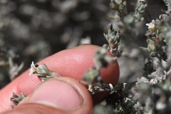 Euploca confertifolia