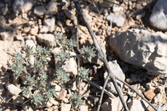 Euploca confertifolia