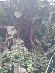 Heliconia pogonantha