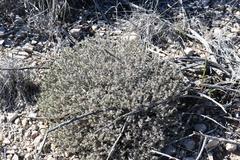 Euploca confertifolia