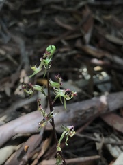 Arthrochilus prolixus