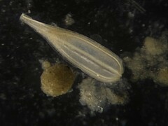 Lagena