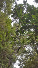 Parsonsia capsularis
