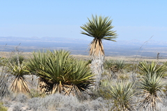 Yucca faxoniana