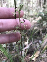 Arthrochilus prolixus