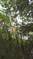 Parsonsia capsularis