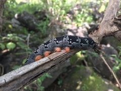 Arsenura polyodonta
