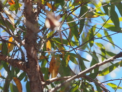 Corymbia gummifera