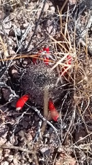 Mammillaria