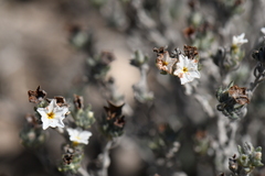 Euploca confertifolia