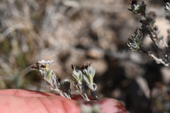 Euploca confertifolia