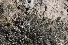 Euploca confertifolia