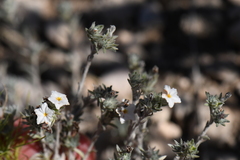 Euploca confertifolia