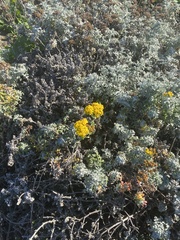 Eriophyllum staechadifolium