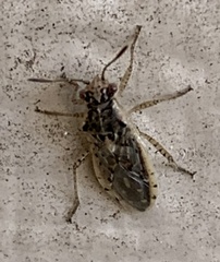 Brachycarenus tigrinus